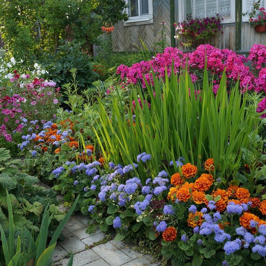 Цветы для огорода многолетние фото и названия