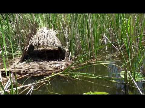 Гнездо для уток: как сделать их своими руками по чертежам? Размеры. Как ...