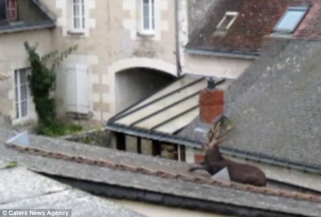 Fallen: The deer is believed to have fallen from a garden onto the garage three metres off the ground