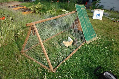 Chicken tractor on an one acre farm