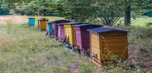 Бджоли і трактори гудітимуть бадьоріше?